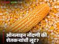 Makka Kharedi : मका विक्रीसाठी ऑनलाइन नोंदणीच्या नावाखाली शेतकऱ्यांची लूट वाचा सविस्तर - Marathi News | latest news Makka Kharedi: Read in detail the looting of farmers under the guise of online registration for the sale of maize | Latest agriculture News at Lokmat.com