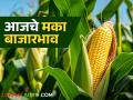 Maize Bajar Bhav : बाजारात मक्याची आवक किती; कसा मिळाला दर ते वाचा सविस्तर - Marathi News | Maize Bazaar Bhav: How much maize has arrived in the market; Read in detail how the price was obtained | Latest agriculture News at Lokmat.com