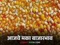 Maize Bajar Bhav : बाजारात पिवळी जातीच्या मका आवकेत चढ-उतार वाचा सविस्तर - Marathi News | Maize Bajar Bhav: Read in detail the fluctuations in the arrival of yellow maize in the market | Latest agriculture News at Lokmat.com