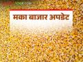 Maize Bajar Bhav : सटाणा बाजारात हायब्रीड मक्याची आवक किती; कसा मिळाला दर ते वाचा सविस्तर - Marathi News | Maize Bazaar Bhav: How much hybrid maize has arrived in Satana Bazaar; Read in detail how the price was obtained | Latest agriculture News at Lokmat.com