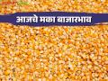 Maize Bajar Bhav : सटाणा बाजारात मक्याची आवक वाढली; असा मिळाला भाव ते वाचा सविस्तर - Marathi News | Maize Bajar Bhav : Inflow of Maize increased in Satana Bazar; Read the price in detail | Latest agriculture News at Lokmat.com