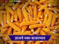 Maize Bajar Bhav : बाजारात लाल मक्याची आवक सर्वाधिक; कसा मिळतोय दर ते वाचा सविस्तर - Marathi News | Maize Bazaar Bhav: Red maize arrivals in the market are the highest; Read in detail how it is getting the price | Latest agriculture News at Lokmat.com