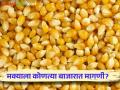 Maize Bajar Bhav : मक्याची आवक 'या' बाजारात घटली; कसा मिळतोय दर ते वाचा सविस्तर - Marathi News | Maize Bajar Bhav : Maize arrivals in this market declined; How to get rates read in detail | Latest agriculture News at Lokmat.com