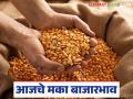 Maize Bajar Bhav : मक्याची या बाजारात आवक घटली; काय मिळाला भाव ते वाचा सविस्तर - Marathi News | Maize Bazaar Bhav : The arrival of maize in this market has decreased; Read in detail what the price was. | Latest agriculture News at Lokmat.com