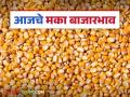 Maize Bajar Bhav: धुळे, पुणे बाजारात मक्याची आवक मंदावली; कसा मिळाला दर ते वाचा सविस्तर - Marathi News | Maize Bazaar Bhav: latest news Maize arrivals in Dhule, Pune markets slowed down; Read in detail how the price was obtained | Latest agriculture News at Lokmat.com