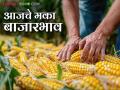 Maize Bajar Bhav : सटाणा बाजारात मक्याची आवक किती; कसा मिळाला दर ते वाचा सविस्तर - Marathi News | Maize Bazaar Bhav: How much maize has arrived in Satana Bazaar; Read in detail how the price was obtained | Latest agriculture News at Lokmat.com