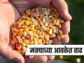 Maize Bajar Bhav: मक्याच्या आवकेत सुधारणा; कसा मिळाला दर ते वाचा सविस्तर - Marathi News | Maize Bazaar Bhav: latest news Improvement in maize arrival; Read in detail how the price was obtained | Latest agriculture News at Lokmat.com