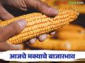 Maize Bazar Bhav : जालना बाजारात मक्याची सर्वाधिक आवक; काय मिळाला भाव ते वाचा सविस्तर - Marathi News | Maize Bazar Bhav : Highest arrival of maize in Jalna Bazar; Read the price in detail | Latest agriculture News at Lokmat.com