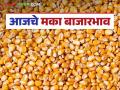 Maize Bajar Bhav: बाजारात मक्याची आवक घटली; कसा मिळाला दर ते वाचा सविस्तर - Marathi News | Maize Bazaar Bhav: latest news Maize arrival in the market has decreased; Read in detail how the price was obtained | Latest agriculture News at Lokmat.com