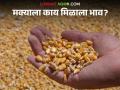 Maize Bajar Bhav : मक्याची आवक 'या' बाजारात वाढली; काय मिळाला दर ते वाचा सविस्तर - Marathi News | Maize Bajar Bhav : Maize arrivals increased in this market; Read in detail what you got | Latest agriculture News at Lokmat.com