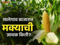 Maize Bajar Bhav : मक्याच्या आवकेत घसरण; कसा मिळाला दर ते वाचा सविस्तर - Marathi News | Maize Bazaar Bhav: Decline in maize arrivals; Read in detail how the price was obtained | Latest agriculture News at Lokmat.com
