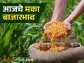 Maize Bajar Bhav: मालेगाव, रावेर बाजारात मक्याची आवक किती; कसा मिळतोय दर ते वाचा सविस्तर - Marathi News | Maize Bazaar Bhav: latest news How much maize is arriving in Malegaon, Raver markets; Read in detail how the prices are being obtained | Latest agriculture News at Lokmat.com