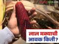 Maize Bajar Bhav : लाल मक्याची आवक कोणत्या बाजारात वाढली; कसा मिळाला दर ते वाचा सविस्तर - Marathi News | Maize Bazaar Bhav: In which market did the arrival of red maize increase; Read in detail how the price was obtained | Latest agriculture News at Lokmat.com