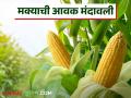 Maize Bajar Bhav : कळवण बाजारात मक्याची आवक किती; काय भाव मिळाला ते वाचा सविस्तर - Marathi News | Maize Bazaar Bhav : How much maize arrived in Kalvan market; Read in detail what price it got | Latest agriculture News at Lokmat.com
