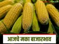 Maize Bajar Bhav: चाळीसगाव, पुणे बाजारात मक्याची आवक किती; कसा मिळतोय दर ते वाचा सविस्तर - Marathi News | Maize Bazaar Bhav: How much maize is arriving in Chalisgaon, Pune market; Read in detail how the price is being obtained | Latest agriculture News at Lokmat.com
