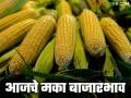 Maize Bajar Bhav : मक्याची आवक कुठे कमी अन् कसा मिळाला दर ते वाचा सविस्तर - Marathi News | Maize Bazaar Bhav: latest news Read in detail where the maize arrival is low and how the price was obtained | Latest agriculture News at Lokmat.com