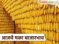 Maize Bajar Bhav : सटाणा, शहादा बाजारात मक्याची आवक किती? कसा मिळाला दर ते वाचा सविस्तर - Marathi News | Maize Bazaar Bhav: How much maize has arrived in Satana, Shahada markets? Read in detail how the price was obtained | Latest agriculture News at Lokmat.com