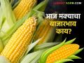 Maize Bajar Bhav : 'या' बाजारात मक्याची सर्वाधिक आवक; काय मिळाला दर ते वाचा सविस्तर - Marathi News | Maize Bajar Bhav : Highest arrival of maize in 'this' market; Read in detail what you got | Latest agriculture News at Lokmat.com