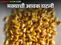 Maize Bajar Bhav : लाल मक्याची आवक मंदावली; कसा मिळतोय दर ते वाचा सविस्तर - Marathi News | Maize Bazaar Bhav: Arrival of red maize has slowed down; Read in detail how the price is being obtained | Latest agriculture News at Lokmat.com