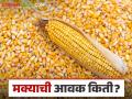 Maize Bajar Bhav : मक्याची आवक कोणत्या बाजारात वाढली; काय मिळला भाव ते वाचा सविस्तर - Marathi News | Maize Bajar Bhav : Maize arrivals increased in which market; Read the price in detail | Latest agriculture News at Lokmat.com