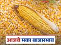 Maize Bajar Bhav : बारामती, लासलगाव बाजारात मक्याची आवक किती; कसा मिळतोय दर ते वाचा सविस्तर - Marathi News | Maize Bazaar Bhav: How much maize is arriving in Baramati, Lasalgaon markets; Read in detail how the prices are being obtained | Latest agriculture News at Lokmat.com