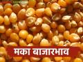 Maize Bajar Bhav : मक्याची सर्वाधिक आवक 'या' बाजारात; काय मिळाला भाव ते वाचा सविस्तर - Marathi News | Maize Bajar Bhav : Today's Maize arrivals in the market | Latest agriculture News at Lokmat.com