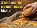 Maize Bajar Bhav : राज्यातील बाजारात 'या' जातीच्या मक्याची आवक वाढली ; काय मिळतोय भाव ते वाचा सविस्तर - Marathi News | Maize Bajar Bhav : Inflow of maize of this variety in the state market increased; Read the price in detail | Latest agriculture News at Lokmat.com