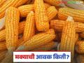 Maize Bajar Bhav : मक्याची आवक मंदावली; कसा मिळाला दर ते वाचा सविस्तर - Marathi News | Maize Bazaar Bhav: Maize arrivals have slowed down; Read in detail how the price was obtained | Latest agriculture News at Lokmat.com