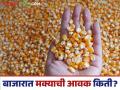 Maize Bajar Bhav : मालेगाव बाजारात मक्याची आवक किती; कसा मिळतोय दर ते वाचा सविस्तर - Marathi News | Maize Bazaar Bhav: How much maize is arriving in Malegaon market; Read in detail how the price is being obtained | Latest agriculture News at Lokmat.com