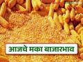 Maize Bajar Bhav : बाजारात 'या' जातीच्या मक्याची चलती; कसा मिळतोय दर ते वाचा सविस्तर - Marathi News | Maize Bazaar Bhav: The movement of 'this' variety of maize in the market; Read in detail how it is getting the price | Latest agriculture News at Lokmat.com