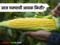 Maize Bajar Bhav :  नांदगाव बाजारात पिवळी मक्याची आवक सर्वाधिक; काय मिळतोय दर ते वाचा सविस्तर - Marathi News | Maize Bajar Bhav :  Nandgaon market has the highest arrival of yellow maize | Latest agriculture News at Lokmat.com