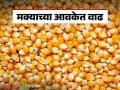Maize Bajar Bhav : मक्याच्या 'या' जातीच्या आवकेत वाढ; काय मिळाला भाव ते वाचा सविस्तर - Marathi News | Maize Bajar Bhav : Increase in arrivals of variety of maize; Read the price in detail | Latest agriculture News at Lokmat.com