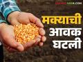 Maize Bajar Bhav : मक्याची आवक कोणत्या बाजारात घटली; काय आहेत आजचे बाजारभाव वाचा सविस्तर - Marathi News | Maize Bajar Bhav : In which market maize arrivals decreased; What are today's market prices read in detail | Latest agriculture News at Lokmat.com