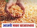 Maize Bajar Bhav : मक्याची आवक या बाजारात मंदावली; कसा मिळाला दर ते वाचा सविस्तर - Marathi News | Maize Bazaar Bhav: The arrival of maize in this market has slowed down; Read in detail how the price was obtained | Latest agriculture News at Lokmat.com