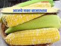 Maize Bajar Bhav : दोंडाईच्या बाजारात सर्वाधिक ५ हजार ७४७ क्विंटल आवक; काय मिळाला दर ते वाचा सविस्तर - Marathi News | Maize Bajar Bhav : Highest arrival in Dondai market 5 thousand 747 quintals; Read in detail what you got | Latest agriculture News at Lokmat.com