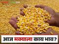 Maize Bajar Bhav : चांदूर बाजारात मक्याची आवक किती; काय मिळाला भाव ते वाचा सविस्तर - Marathi News | Maize Bajar Bhav : What is the arrival of maize in Chandur market; Read the price in detail | Latest agriculture News at Lokmat.com