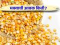 Maize Bajar Bhav : मालेगाव बाजारात मक्याची आवक सर्वाधिक ; त्याला काय भाव मिळतोय ते वाचा सविस्तर - Marathi News | Maize Bajar Bhav : | Latest agriculture News at Lokmat.com