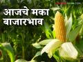Maize Bajar Bhav: 'या' जातीच्या मक्याची आवक बाजारात; कसा मिळाला दर ते वाचा सविस्तर - Marathi News | Maize Bazaar Bhav: Arrival of 'this' variety of maize in the market; Read in detail how it got the price | Latest agriculture News at Lokmat.com