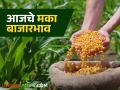 Maize Bajar Bhav : आंदरसूल बाजारात पिवळी जातीच्या मक्याची आवक सर्वाधिक; काय मिळाला दर ते वाचा सविस्तर - Marathi News | Maize Bajar Bhav : The arrival of yellow variety maize is highest in Andarsul market; Read in detail what you got | Latest agriculture News at Lokmat.com