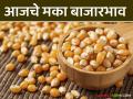 Maize Bajar Bhav : सटाणा बाजारात 'या' जातीच्या मक्याची आवक किती; कसा मिळाला दर ते वाचा सविस्तर - Marathi News | Maize Bazaar Bhav: How much is the arrival of 'this' variety of maize in Satana Bazaar; Read in detail how the price was obtained | Latest agriculture News at Lokmat.com