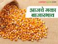 Maize Bajar Bhav: सटाणा, किल्ले धारुर बाजारात मक्याची आवक किती; कसा मिळाला दर ते वाचा सविस्तर - Marathi News | Maize Bazaar Bhav: laestet news How much maize has arrived in Satana, Kille Dharur markets; Read in detail how the price was obtained | Latest agriculture News at Lokmat.com