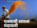 Maize Bajar Bhav : कोणत्या बाजारात मक्याची आवक मंदावली आणि काय मिळाला भाव ते वाचा सविस्तर - Marathi News | Maize Bajar Bhav : Read in detail in which market the arrival of maize has slowed down and what the price has been | Latest agriculture News at Lokmat.com