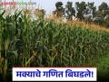 Makka Bajar Bhav : मक्याचे गणित बिघडले; जाणून घ्या बाजारात कसा मिळतोय दर - Marathi News | latest news Makka Bajar Bhav: Maize math is wrong; Know how the price is being obtained in the market | Latest agriculture News at Lokmat.com