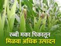 रब्बी मका पिकाचे उत्पादन कसे वाढवाल? - Marathi News | How to increase the yield of Rabi Maize crop? | Latest agriculture News at Lokmat.com