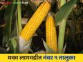 Maka Lagwad : मका लागवडीत महाराष्ट्रात या तालुक्याने घेतली आघाडी - Marathi News | Maka Lagwad : This taluka took the lead in maize cultivation in Maharashtra | Latest agriculture News at Lokmat.com
