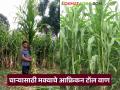 Maka Biyane : जनावरांच्या हिरव्या चाऱ्यासाठी मक्याची 'ही' जात आहे बेस्ट, असे मिळवा बियाणे   - Marathi News | Latest News Maize fodder African Tall variety of maize is the best for animal feed buy seeds Online | Latest agriculture News at Lokmat.com