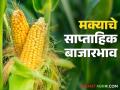 Maka Bajarbhav : मक्याच्या किंमती एमएसपी पेक्षा कमी, वाचा मागील आठवड्यातील बाजारभाव  - Marathi News | Latest News Maka Bajarbhav Maize prices lower than MSP, read last week's market prices  | Latest agriculture News at Lokmat.com