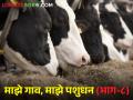 गाई-म्हैशी वेळेवर माजावर येत नाहीत; काय असतील बर कारणे - Marathi News | Cows and buffaloes do not come to the heat on time; What will be the reasons | Latest agriculture News at Lokmat.com