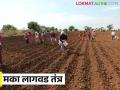 Maka Lagvad : रब्बी हंगामातील मका लागवडीचे तंत्र समजून घेऊया.... वाचा सविस्तर  - Marathi News | Latest News Maka Lagvad Maize Cultivation Techniques in Rabi Season read in detail  | Latest agriculture News at Lokmat.com