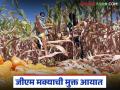 मक्याचे दर एमएसपीच्या खाली, तिकडून जीएम मक्याची मुक्त आयात, उत्पादनाला आडकाठी का? - Marathi News | Latest News Maize prices are below MSP, so why is there free import of GM maize from there, hindering production? | Latest agriculture News at Lokmat.com